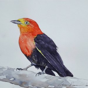 Manakin-casse-noisette