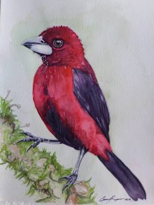 Tangara-bec-d-argent