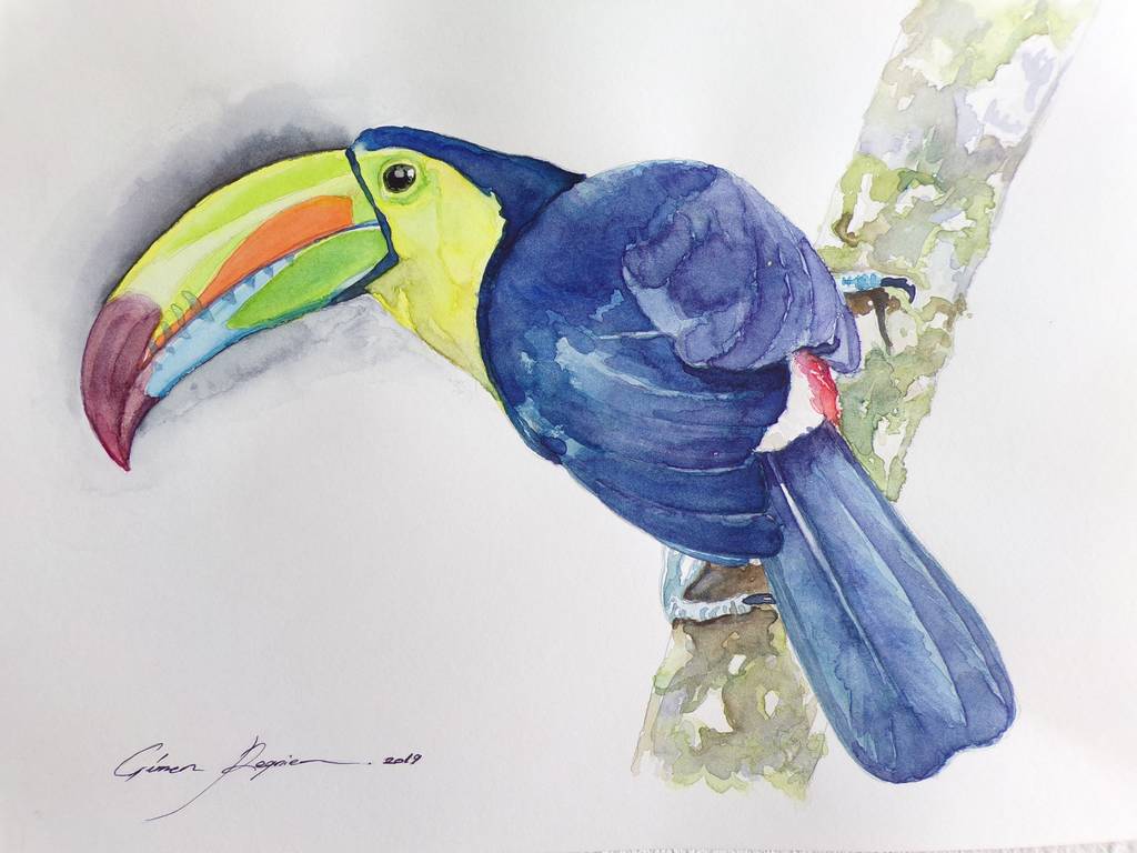 Toucan