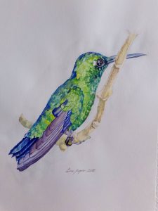 Colibri