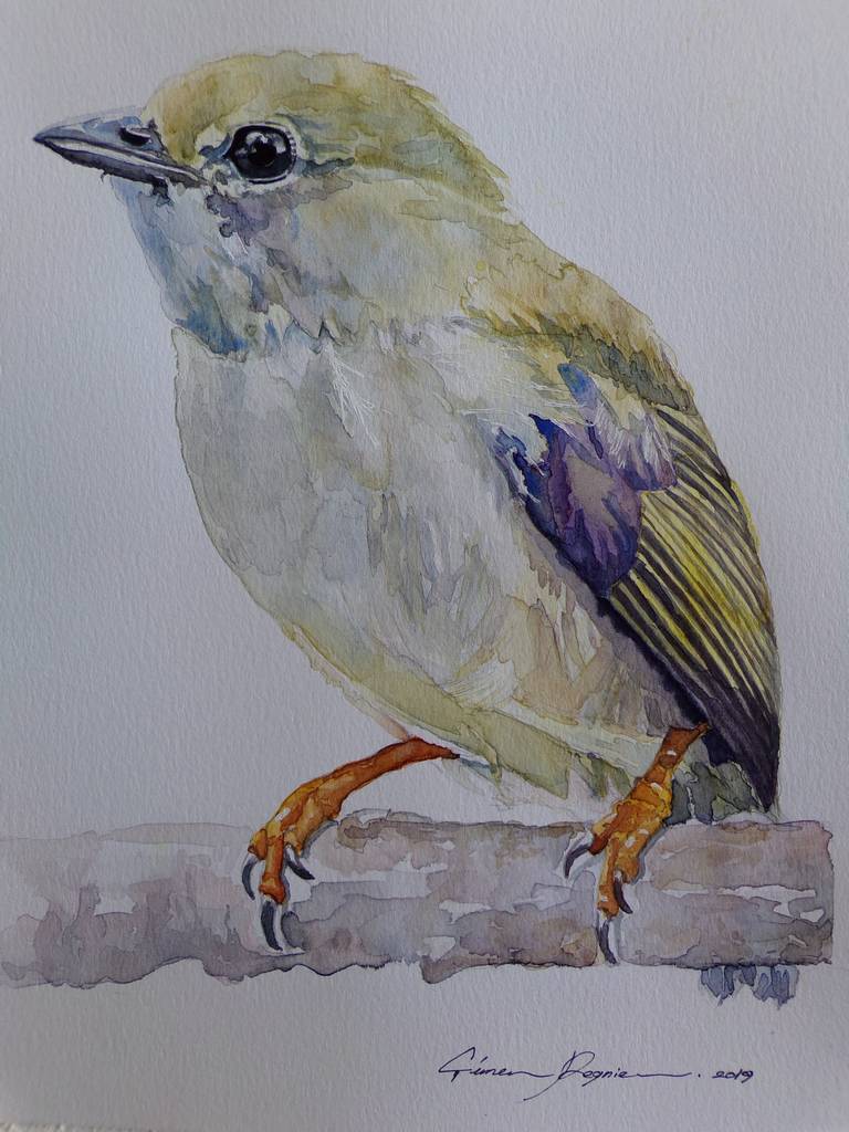 Manakin-casse-noisette